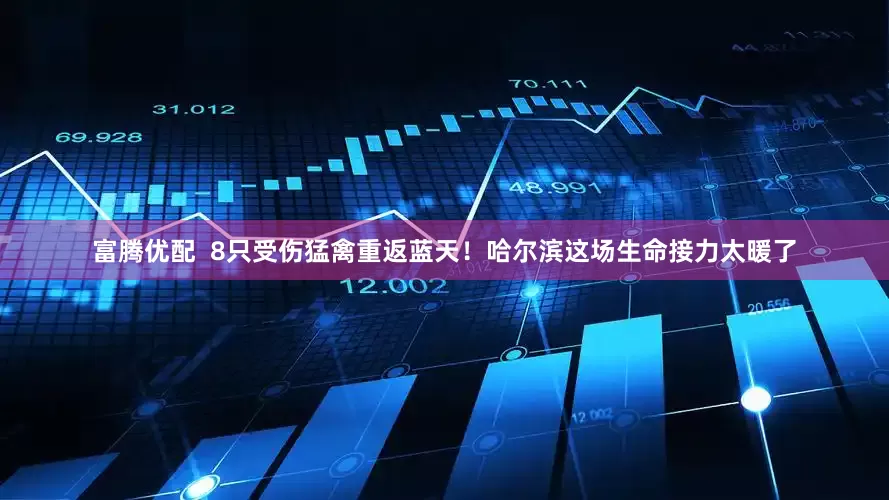 富腾优配  8只受伤猛禽重返蓝天！哈尔滨这场生命接力太暖了